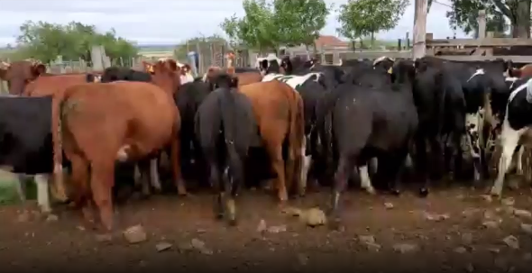 Lote 26 Vaquillonas en San José