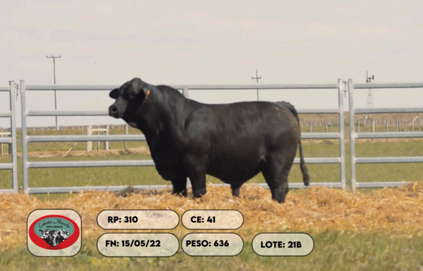 Lote 2 Toros, Artigas