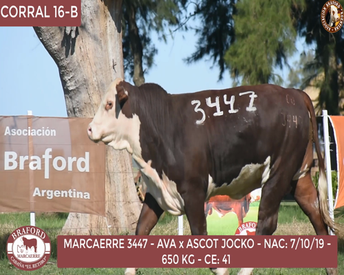 Lote Toro Braford Cabaña El Retiro