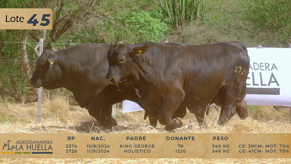 Lote LOTE 45