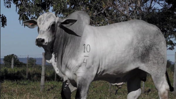 Lote LOTE 64