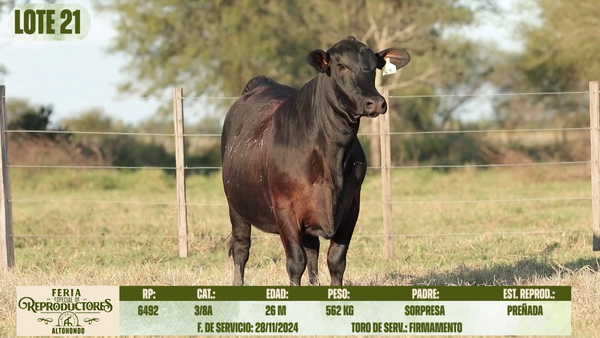 Lote LOTE 21