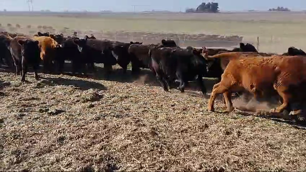 Lote 110 TERNS HEMBRAS, HENDERSON, PCIA. DE BS. AS.