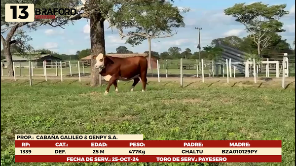 Lote LOTE 13