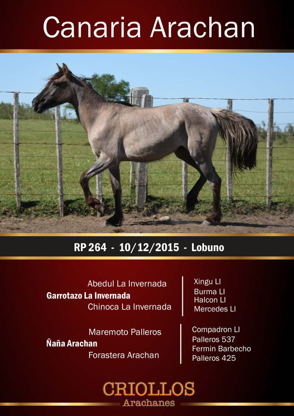 Lote Canaria Arachán - RP 264