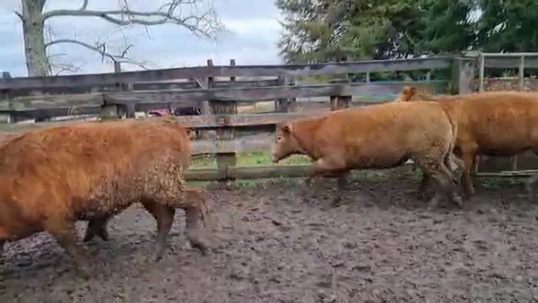 Lote 50 Vaquilla Engorda en Panguipulli, XIV Región Los Ríos