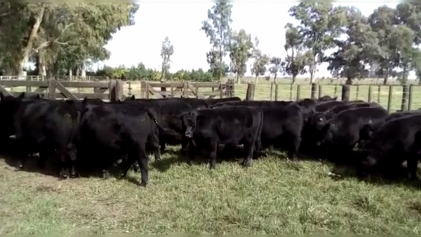 Lote 54 TERNS. MACHOS Y HEMBRAS, MONTE, BS. AS.