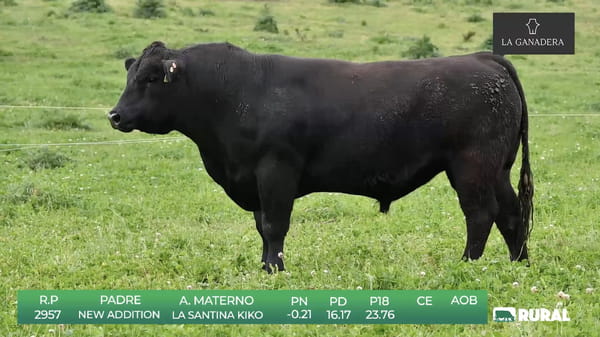 Lote Angus de La Ganadera