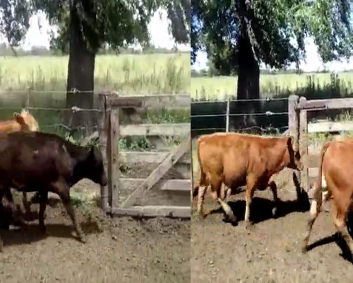 Lote 70 Terneros/as en Cañuelas, Buenos Aires