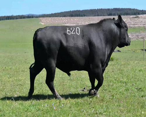 Lote TORO 620