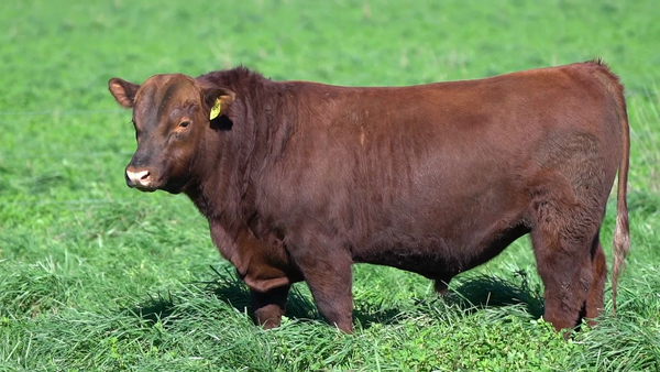 Lote TORO