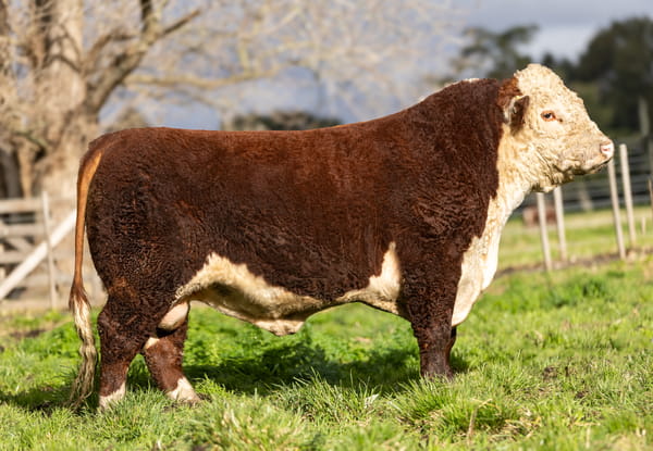 Lote Toros PP