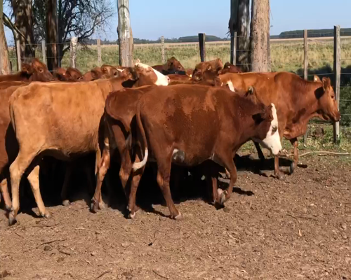 Lote 20 Vacas nuevas en Virasoro, Corrientes