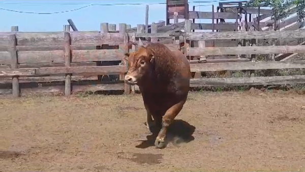 Lote TORO PI - RP 73