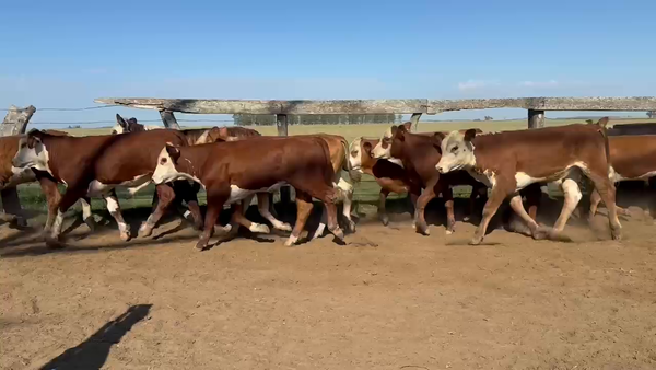 Lote 120 Terneros en Corrientes, Paso de Los Libres