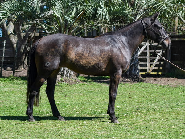 Lote Lyda La Calavera
