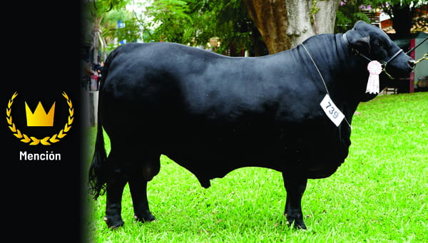 Lote Brangus a Bozal Expo 2022 RP 1057 - Lote 6