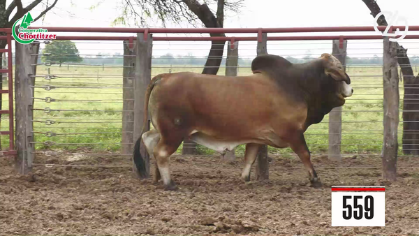 Lote Brahman