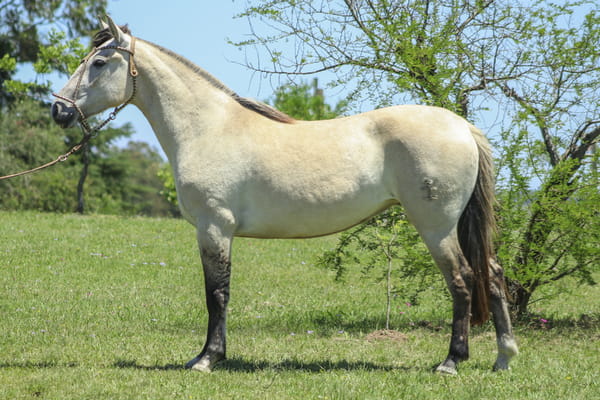 Lote EMBARRADA DE LOS CARDOS