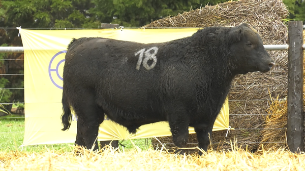 18 - 40258N — TOROS ANGUS PURO CONTROLADO