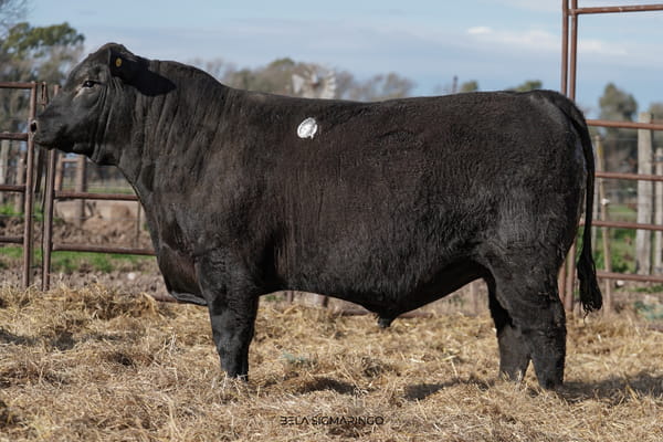Lote TOROS ANGUS  PP