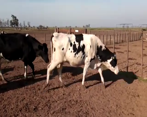 Lote VAQUILLONAS PREÑADAS