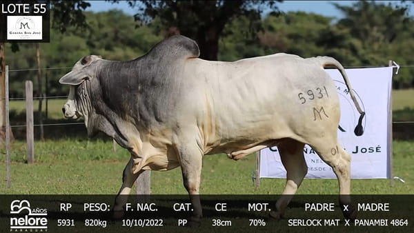 Lote LOTE 55