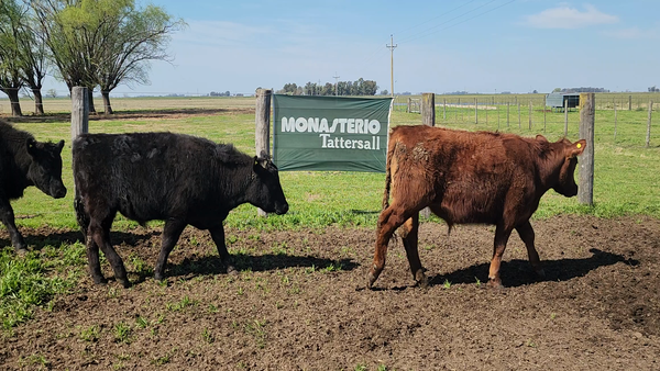 Lote 27 Novillitos en Buenos Aires, Bolívar