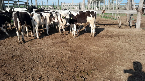 Lote 30 Terneros Holando Argentino en Brinkmann, Córdoba
