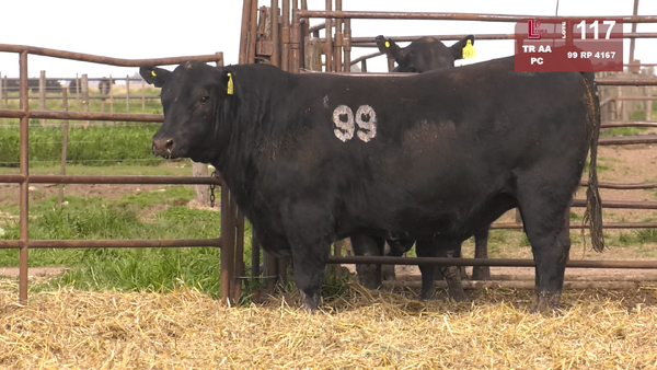 Lote TOROS ANGUS NEGROS  PC