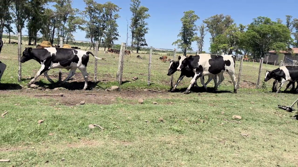 Lote NOVILLOS HOLANDO