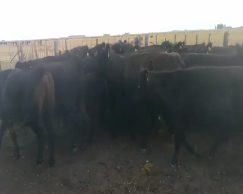 Lote 29 Vaquillonas Preñadas en Benito Juárez, Buenos Aires