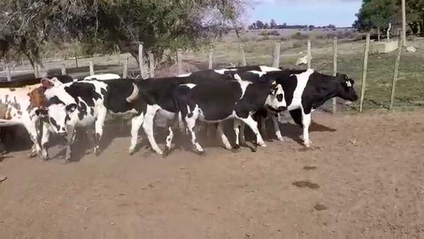 Lote NOVILLOS HOLANDO