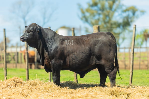 Lote Lote 5 Jacaranda