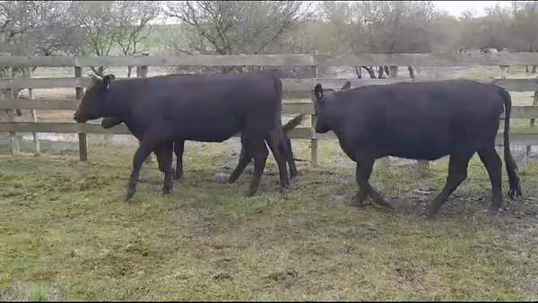 Lote (Vendido)3 Vaquillonas/Vacas Gordas 400kg -  en POLANCOS