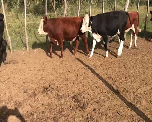 Lote 25 Terneros en Maciá, Entre Ríos