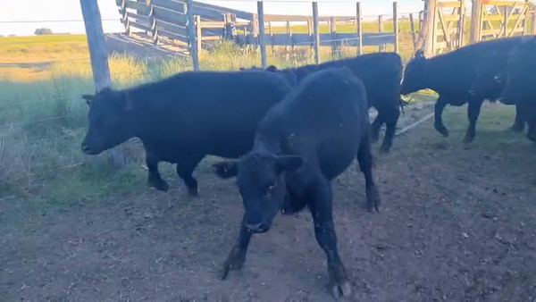 Lote 25 Terneros en Tres Arroyos