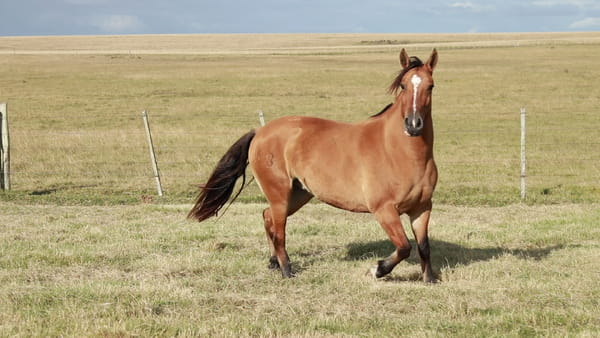 Lote TERRON Ornela 22