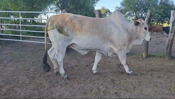 Lote Toros PI / PO / PC BRAHMAN en CANGÜE