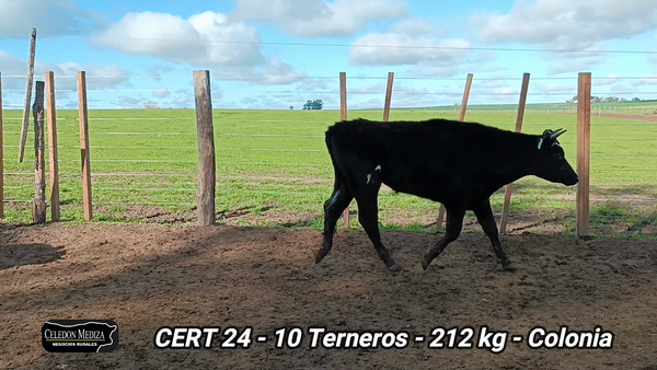 Lote 10 Terneros en La Horqueta, Colonia