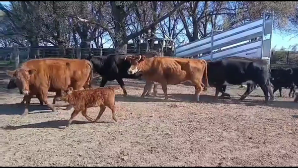 Lote 46 VACAS AL CTE , NUEVAS Y USADAS