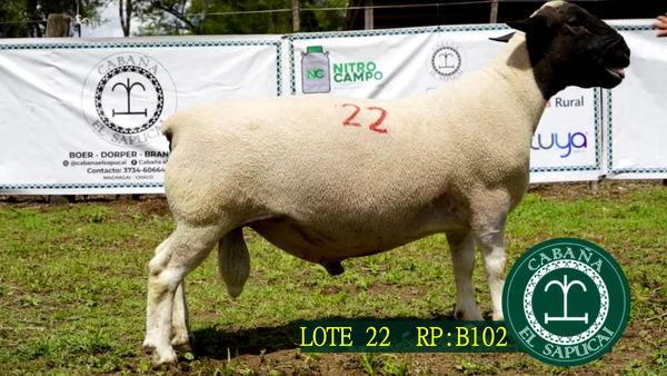 Lote RP B102