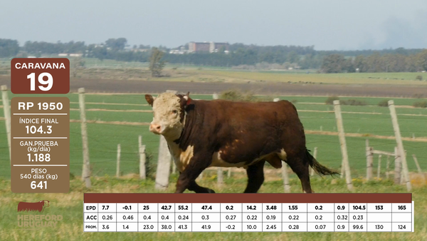 Lote Caravana 19 "Jorge Barbosa S.G."