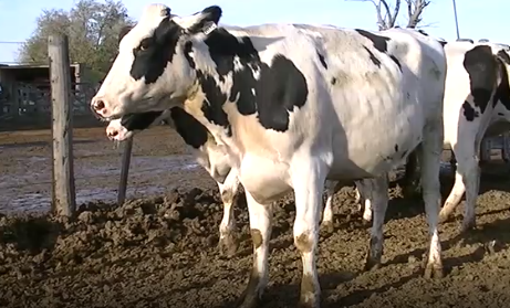 Lote 5 Vaquillonas en Esperanza, Santa Fe