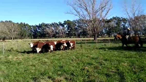 Lote Sto. Domingo Vaquillonas PR - Preñadas parición otoño 2023