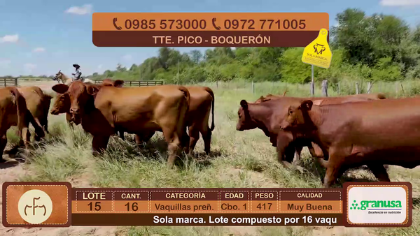 Lote Lote 15
