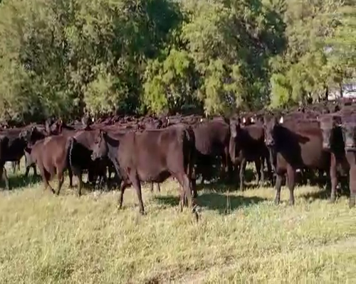 Lote 45 Vaquillonas preñadas en Castelli, Buenos Aires