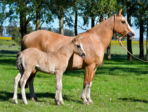Lote Dorada Marcacruz