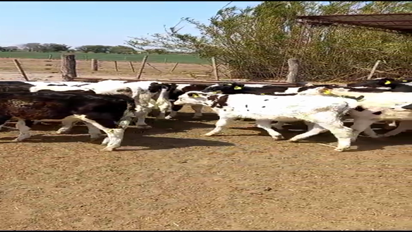 Lote 30 Terneros Holando Argentino en Morteros, Córdoba