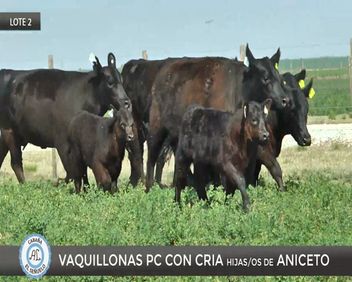Lote 5 Vaquillona PC parida en Viamonte, Córdoba